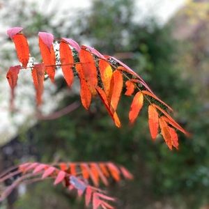 Meet your Posher, Chip